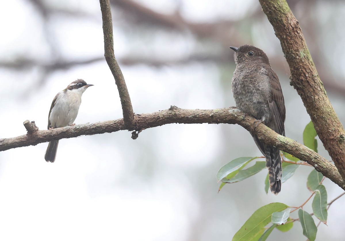 Fan-tailed Cuckoo - ML624132255