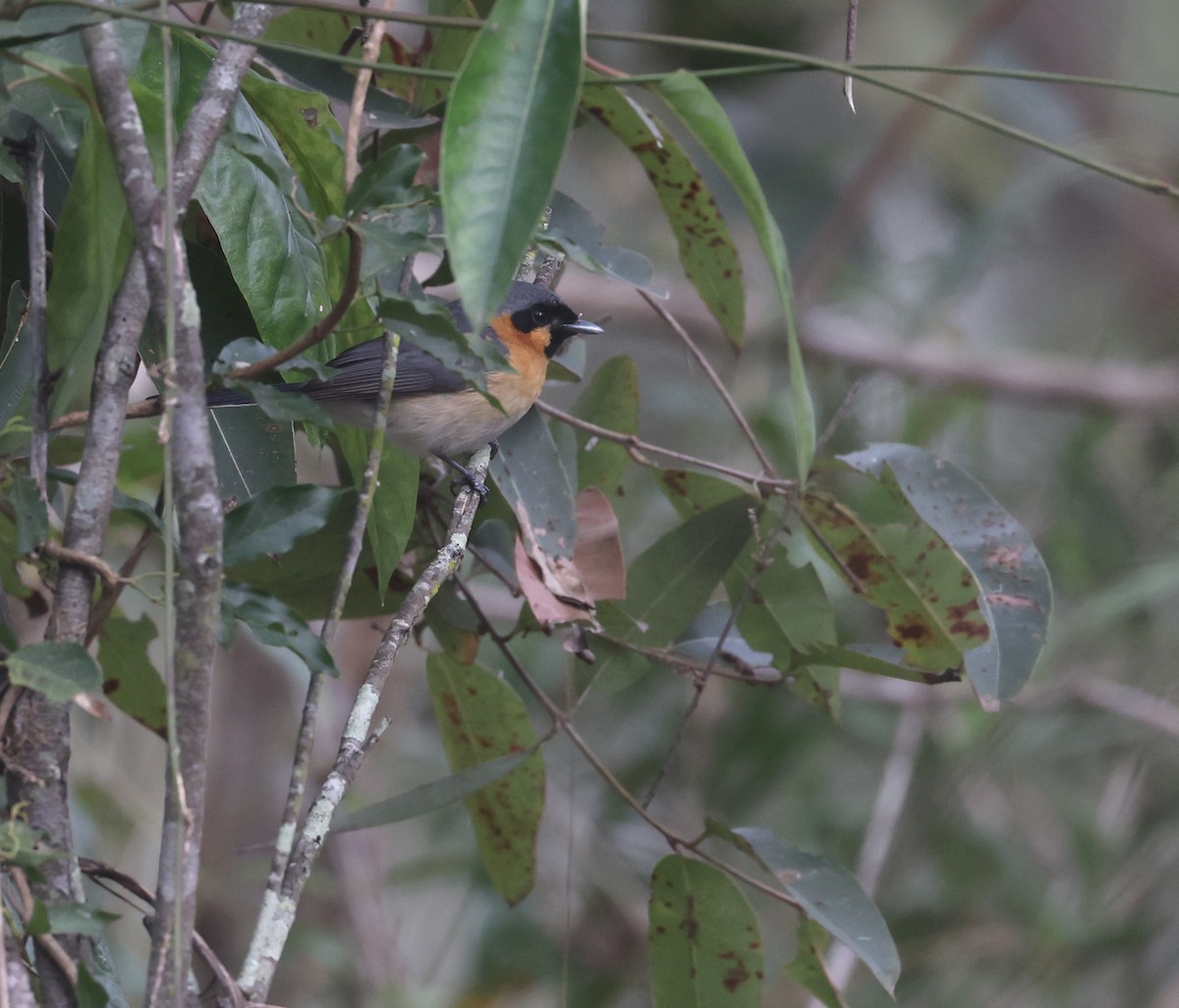 Spectacled Monarch - ML624132291