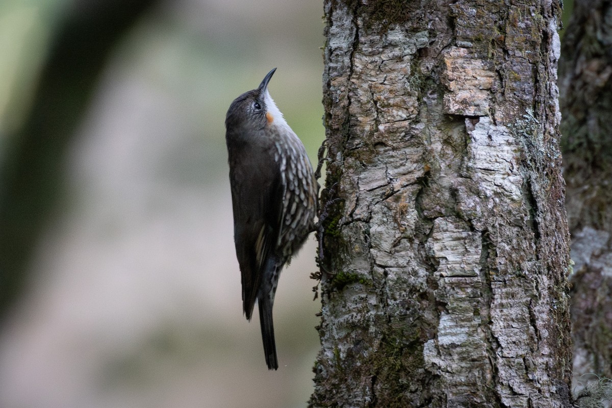 White-throated Treecreeper - ML624132309