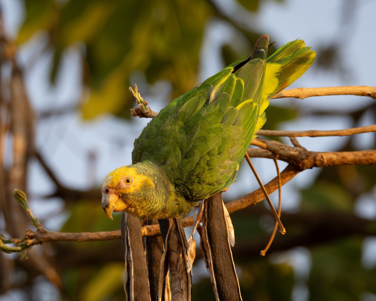 Yellow-faced Parrot - ML624132313