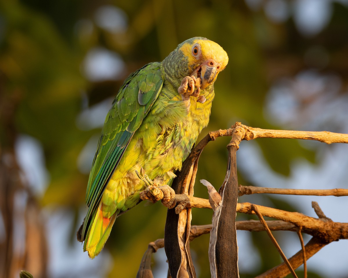 Yellow-faced Parrot - ML624132314