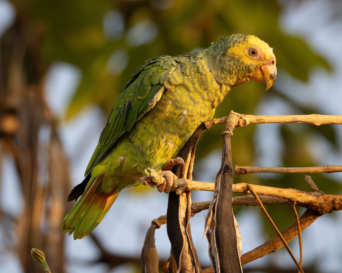 Yellow-faced Parrot - ML624132315