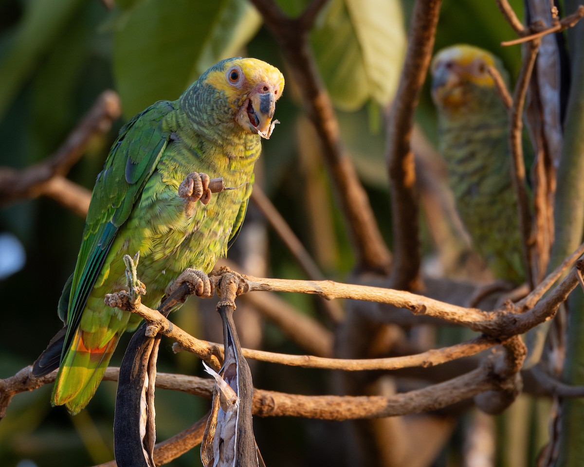 Yellow-faced Parrot - ML624132316