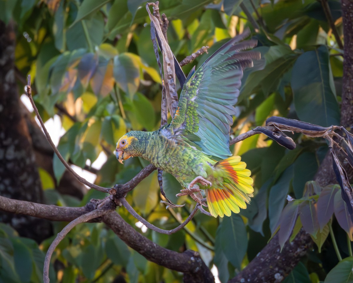 Yellow-faced Parrot - ML624132317