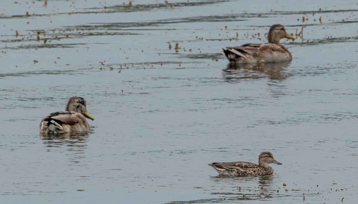 Green-winged Teal - ML624132318