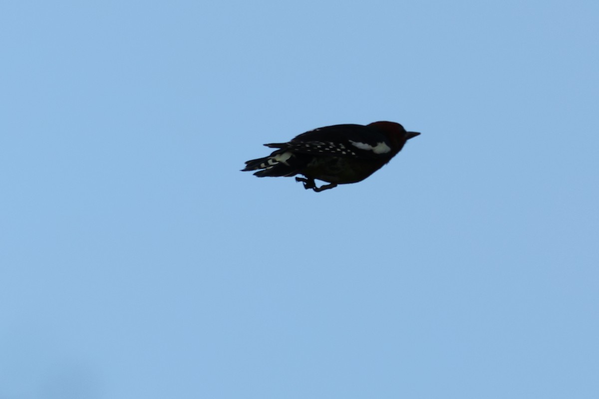 Red-breasted Sapsucker - Liam Singh