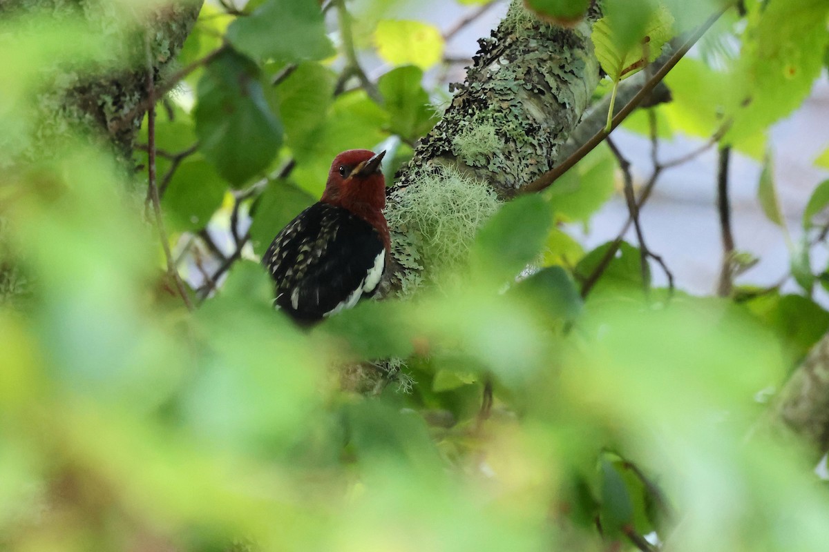 Red-breasted Sapsucker - ML624132327