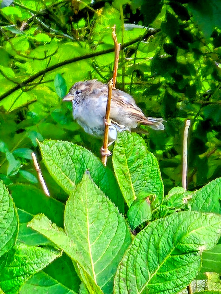 Moineau domestique - ML624132347