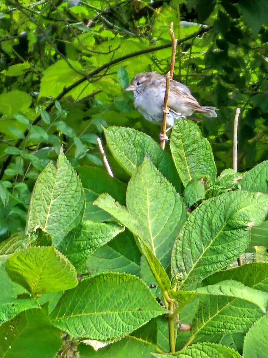 Moineau domestique - ML624132348