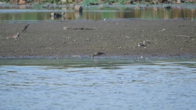 Short-billed Dowitcher - ML624132364