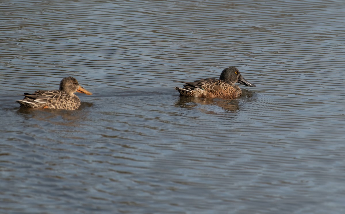 Northern Shoveler - Christine Pelletier et (Claude St-Pierre , photos)