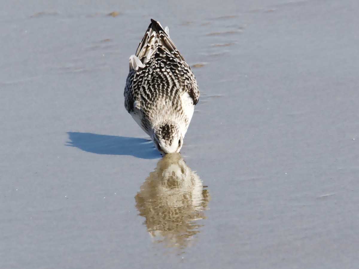 Sanderling - ML624132406