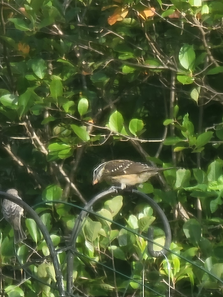 Rose-breasted Grosbeak - ML624132408