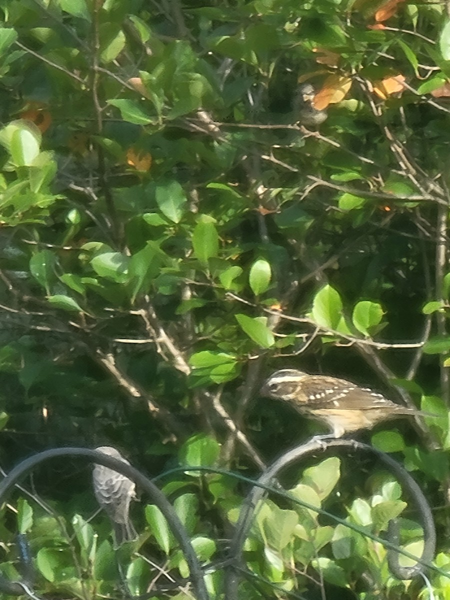 Rose-breasted Grosbeak - ML624132410