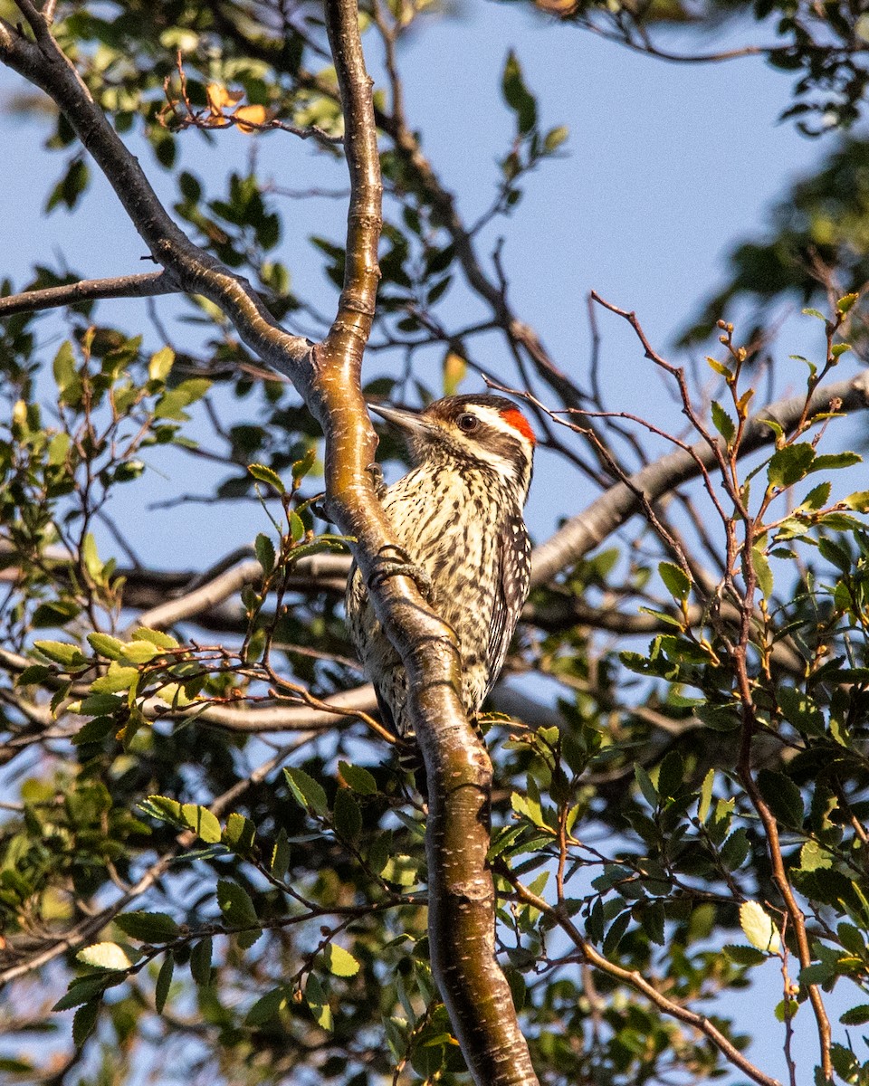 Striped Woodpecker - ML624132411