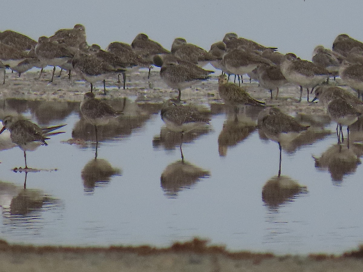 Pacific Golden-Plover - ML624132412