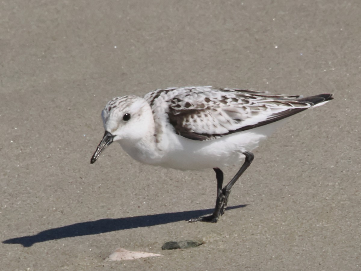 Sanderling - ML624132413