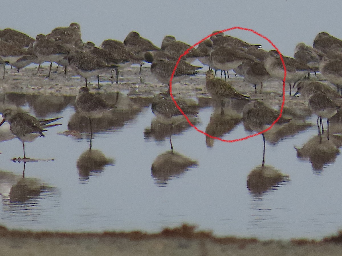 Pacific Golden-Plover - Charley Herzfeld