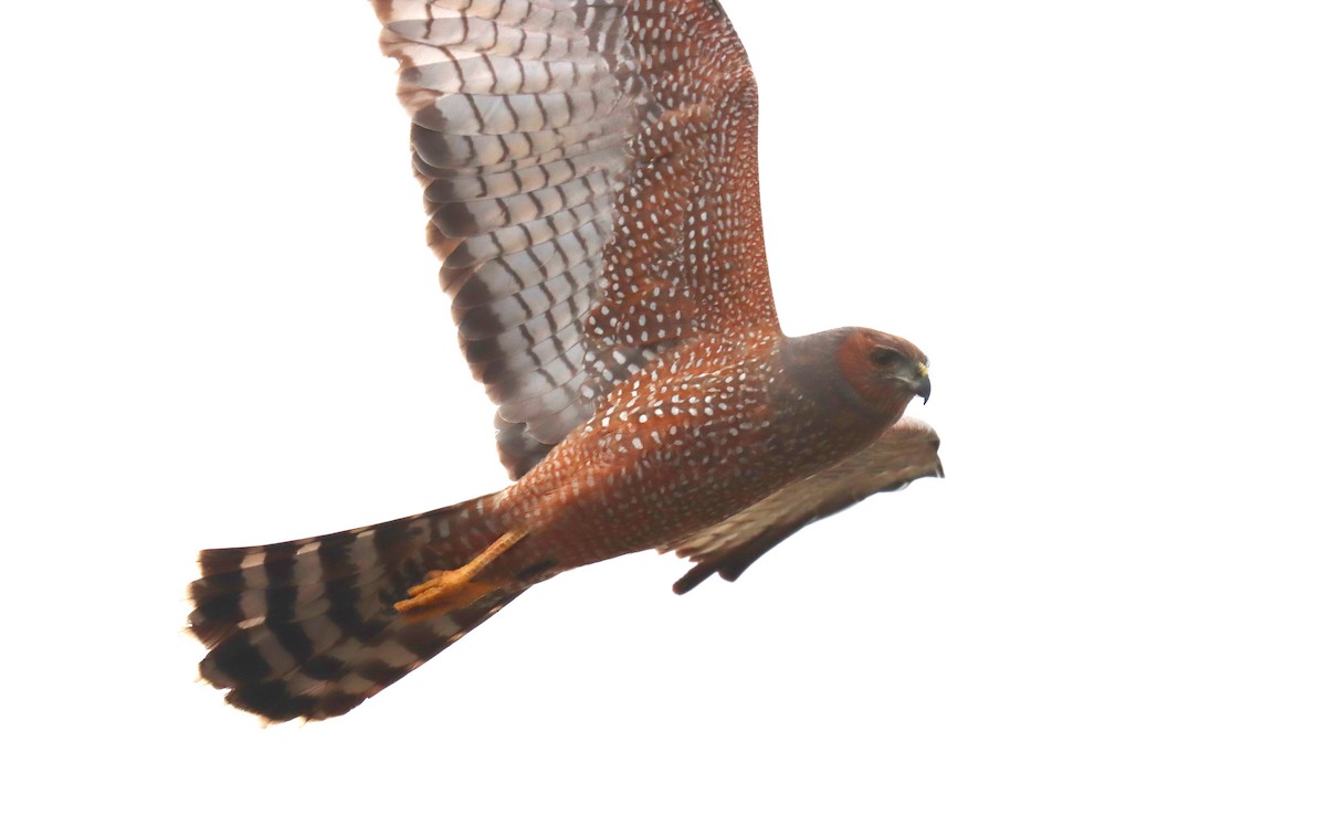 Spotted Harrier - ML624132419