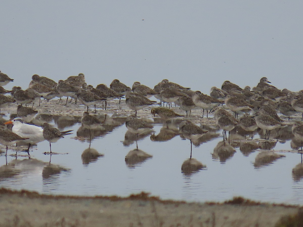 Pacific Golden-Plover - Charley Herzfeld