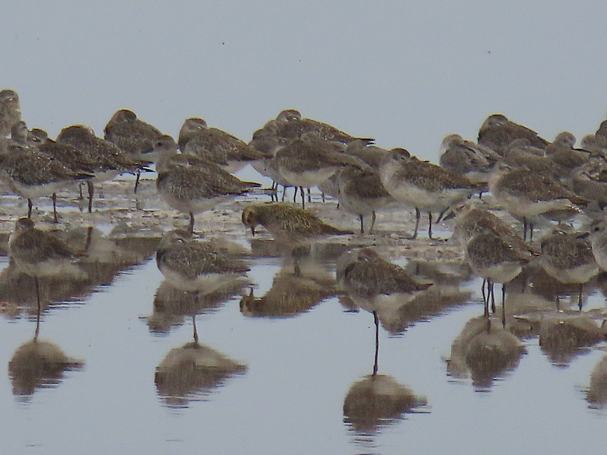 Chorlito Dorado Siberiano - ML624132422