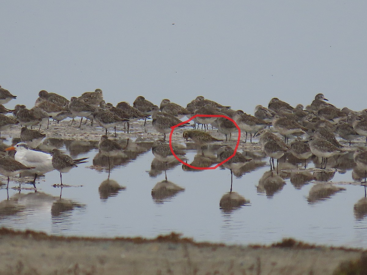 Pacific Golden-Plover - ML624132424