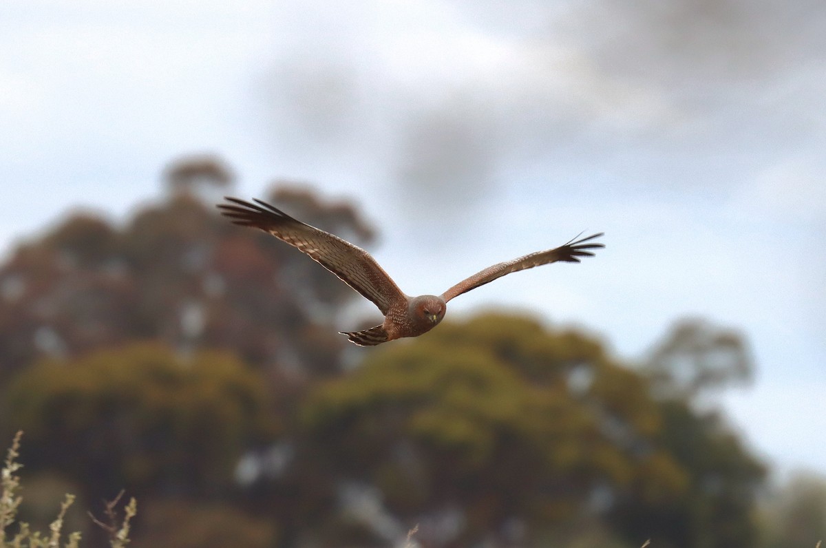 Spotted Harrier - ML624132440