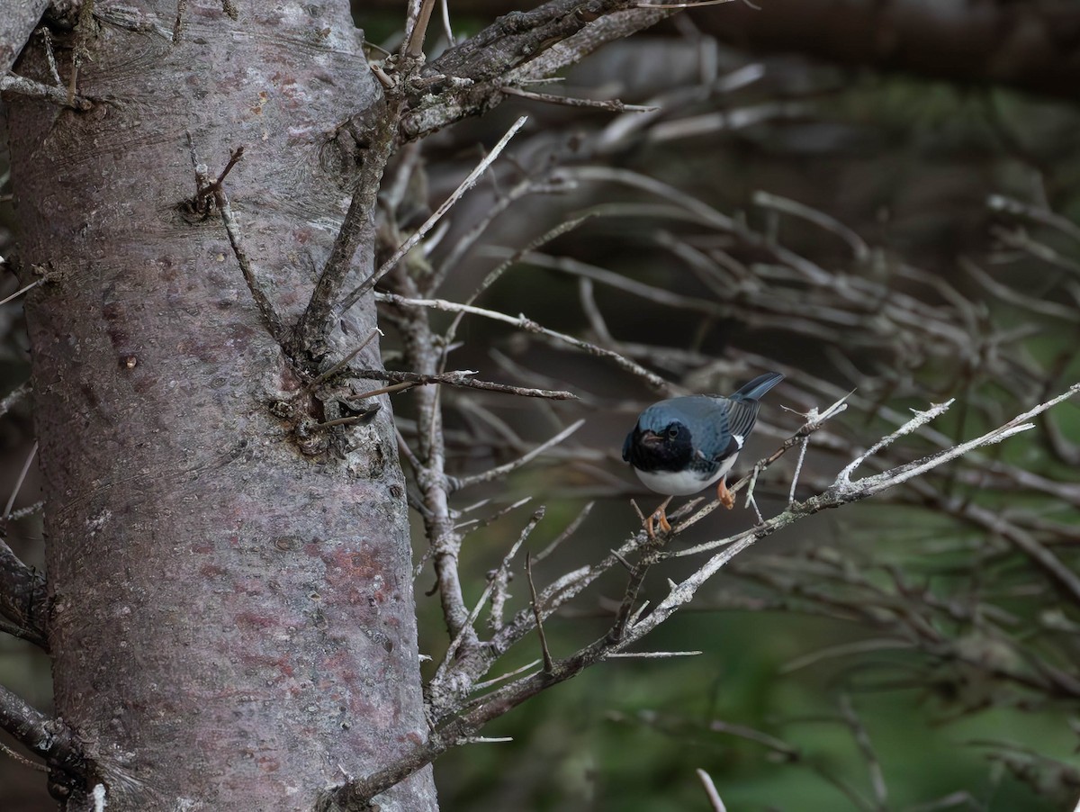 Black-throated Blue Warbler - ML624132449