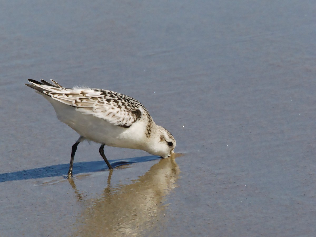 Sanderling - ML624132450