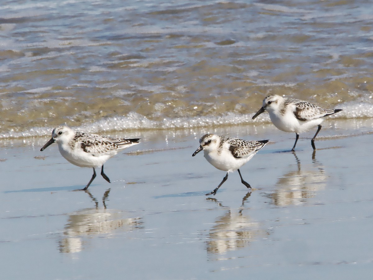 Sanderling - ML624132455