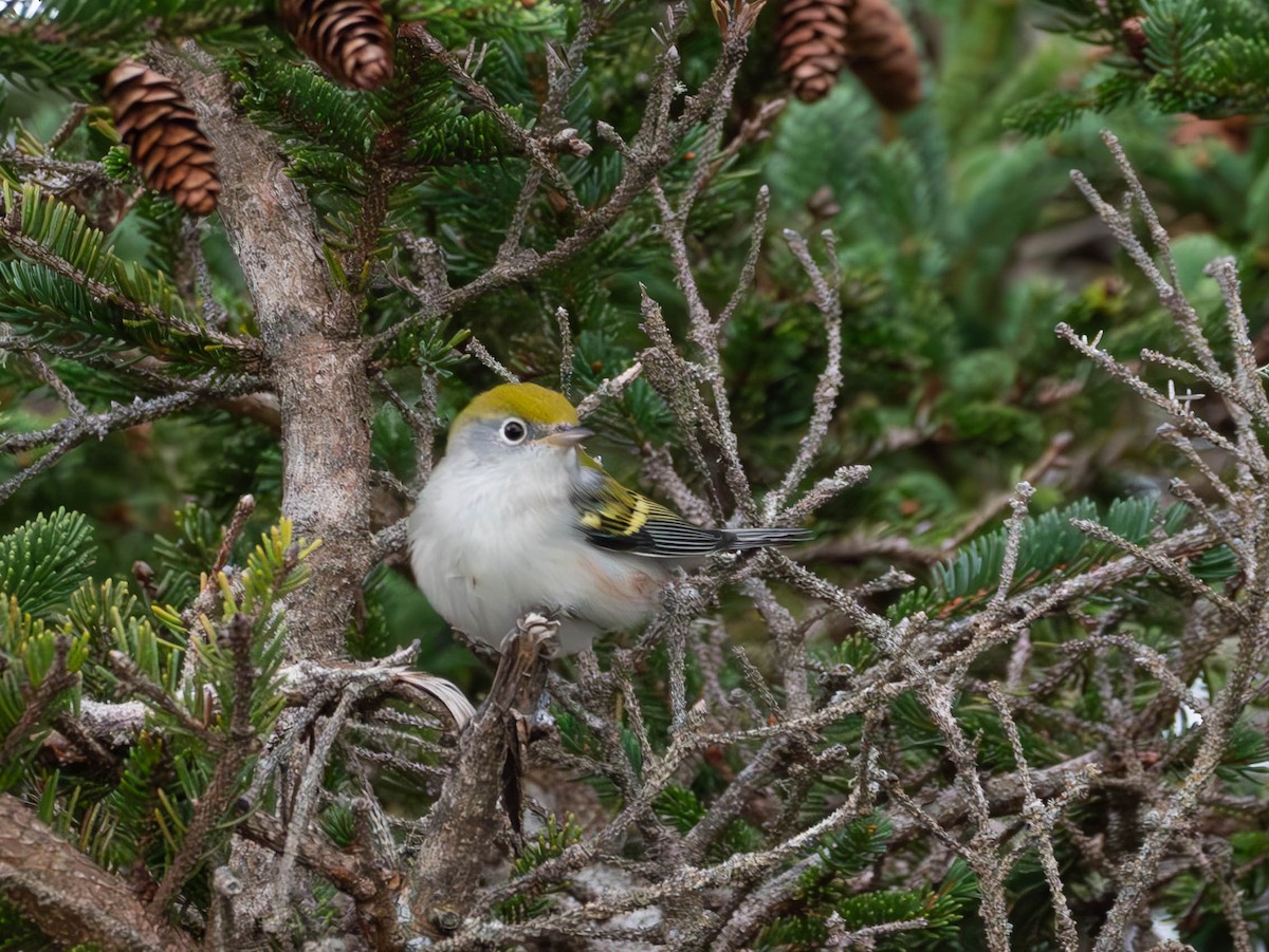 Chestnut-sided Warbler - Natalie Barkhouse-Bishop