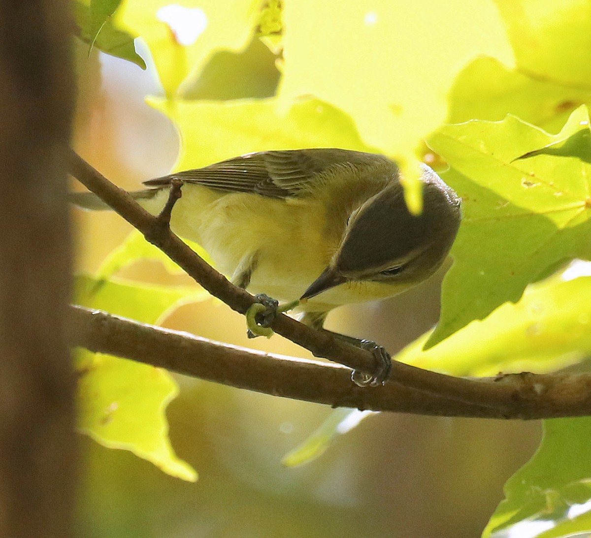 Philadelphia Vireo - Sherrie Quillen