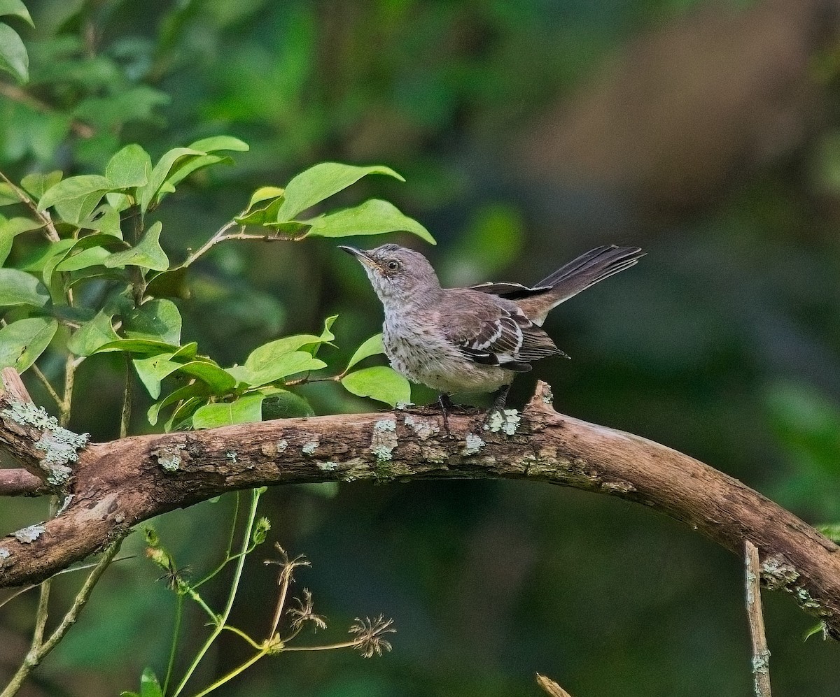 Northern Mockingbird - David Hall