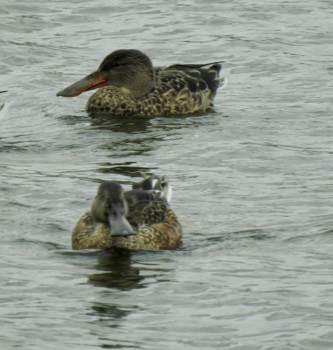 Northern Shoveler - ML624132515