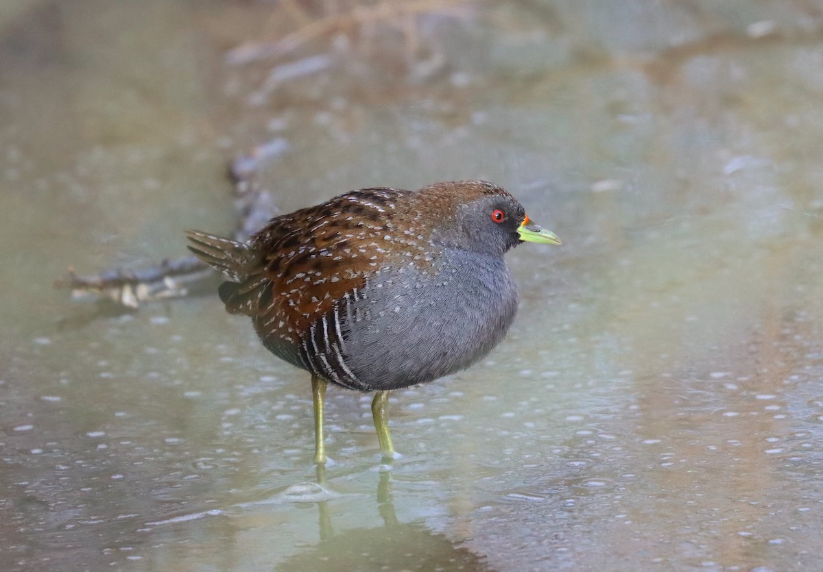 Australian Crake - ML624132521