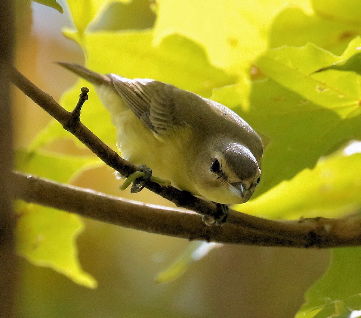 Philadelphia Vireo - ML624132526