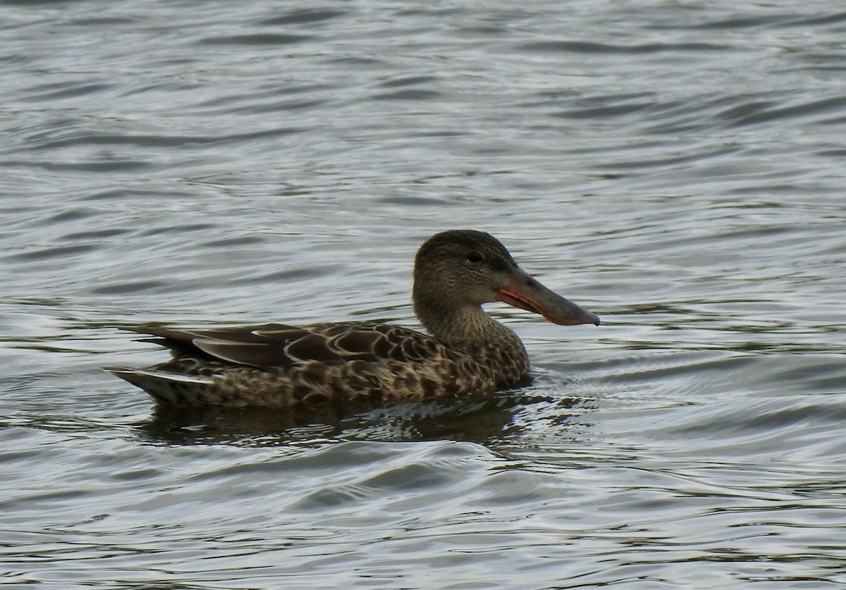 Northern Shoveler - ML624132527