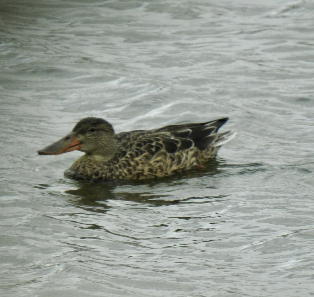 Northern Shoveler - ML624132528