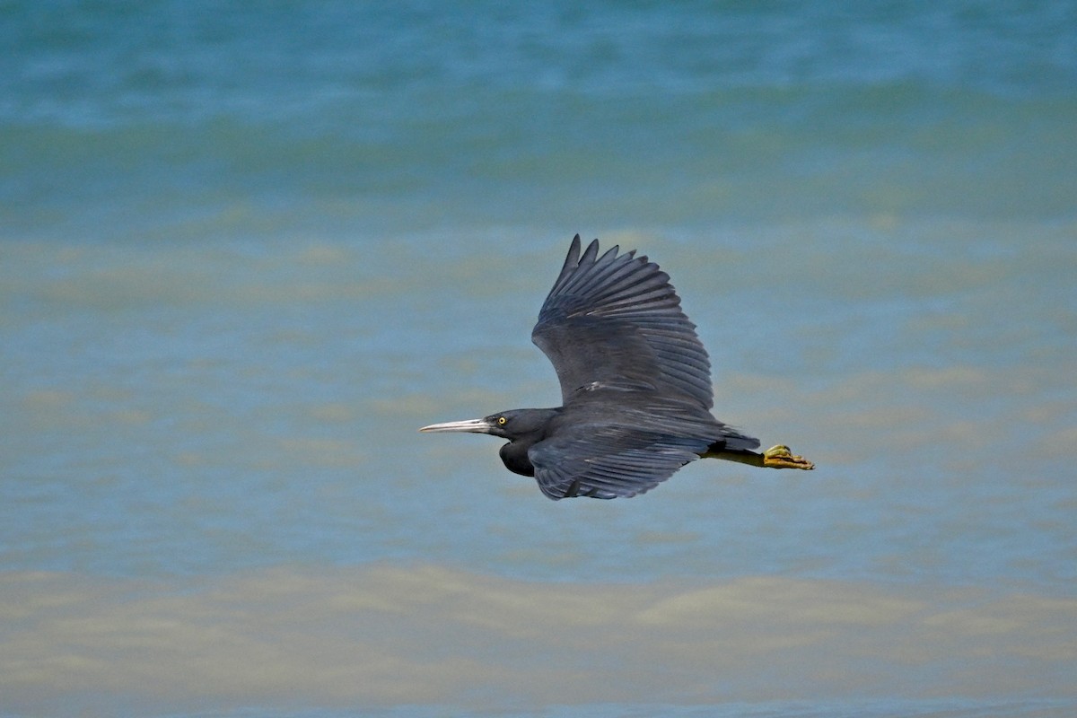 Pacific Reef-Heron - ML624132537