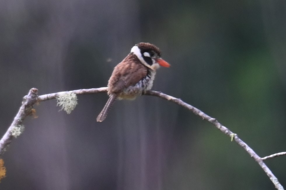 White-eared Puffbird - ML624132538