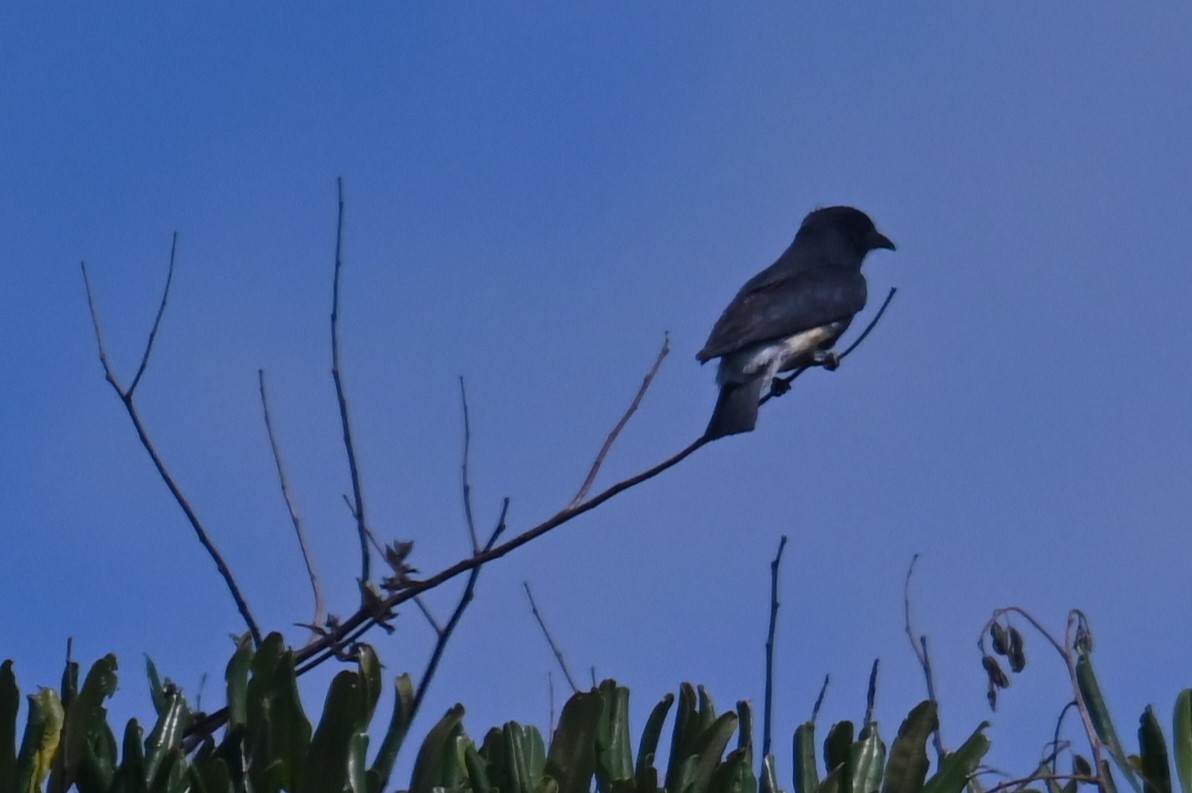 Swallow-winged Puffbird - ML624132555