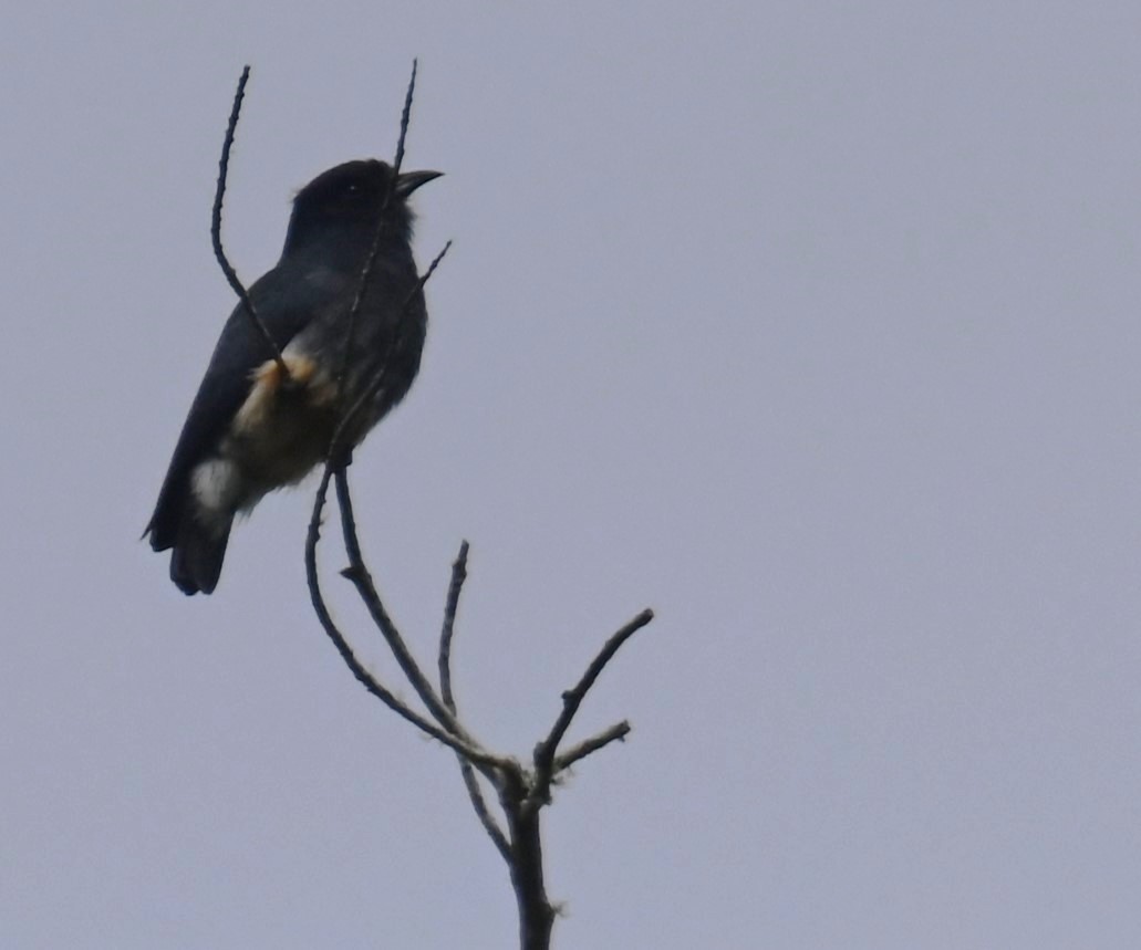 Swallow-winged Puffbird - ML624132556