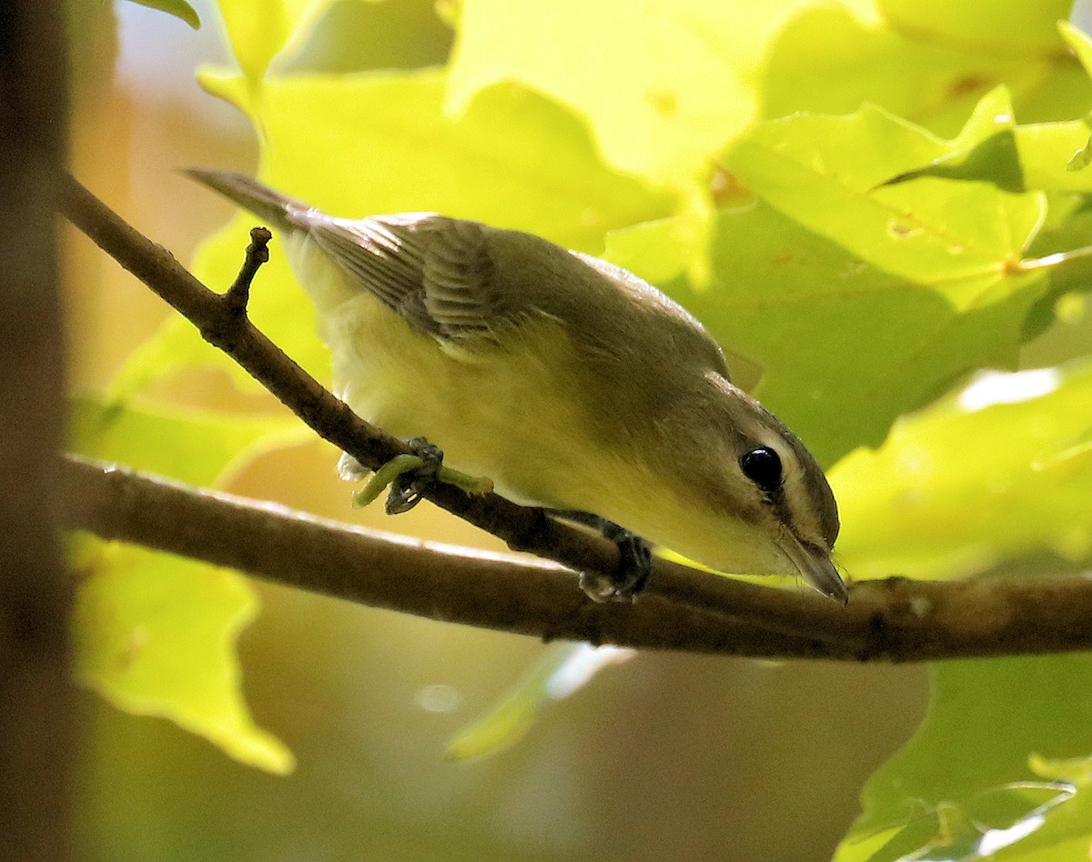 Philadelphia Vireo - ML624132558