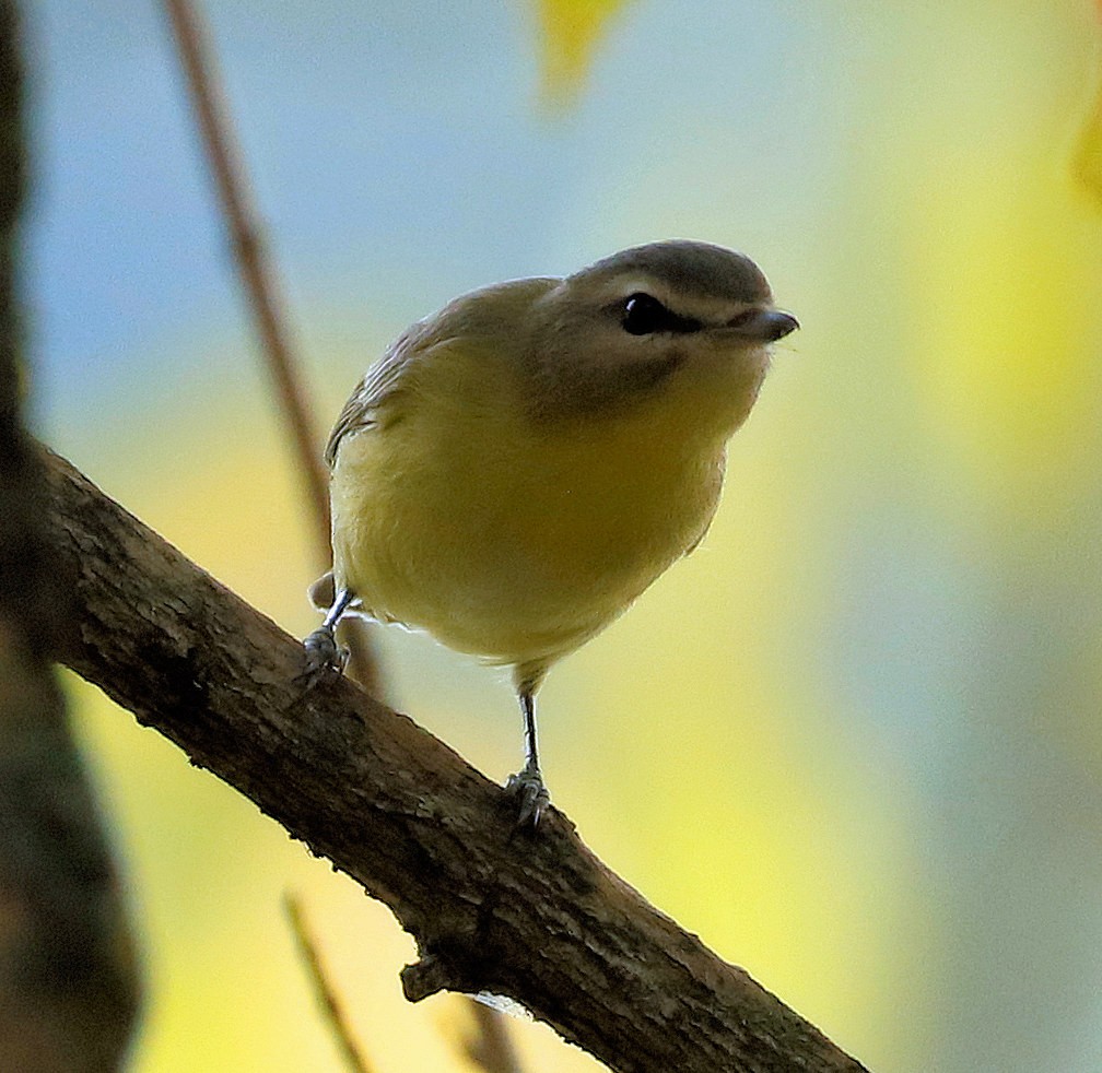 Philadelphia Vireo - Sherrie Quillen