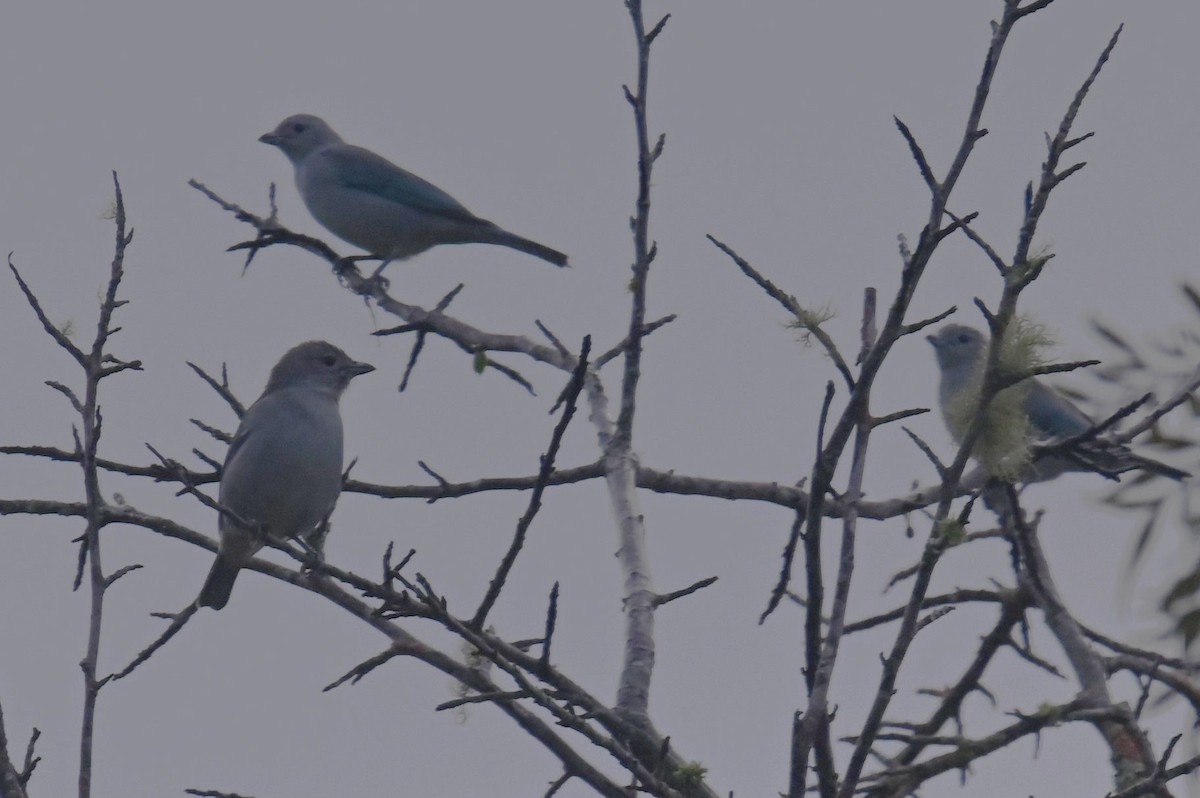 Sayaca Tanager - ML624132577