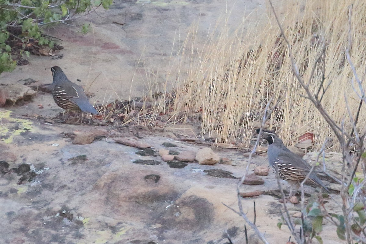 California Quail - ML624132578