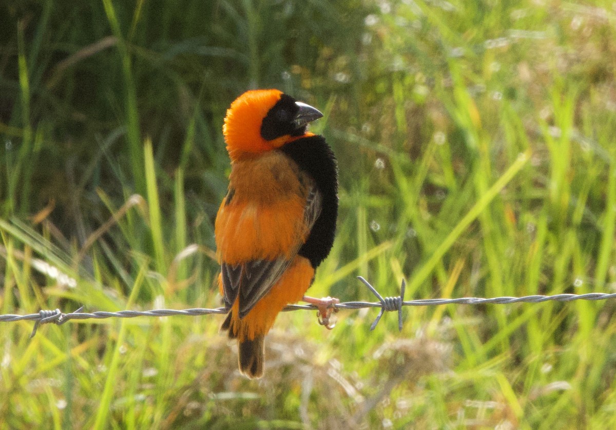 Southern Red Bishop - ML624132584