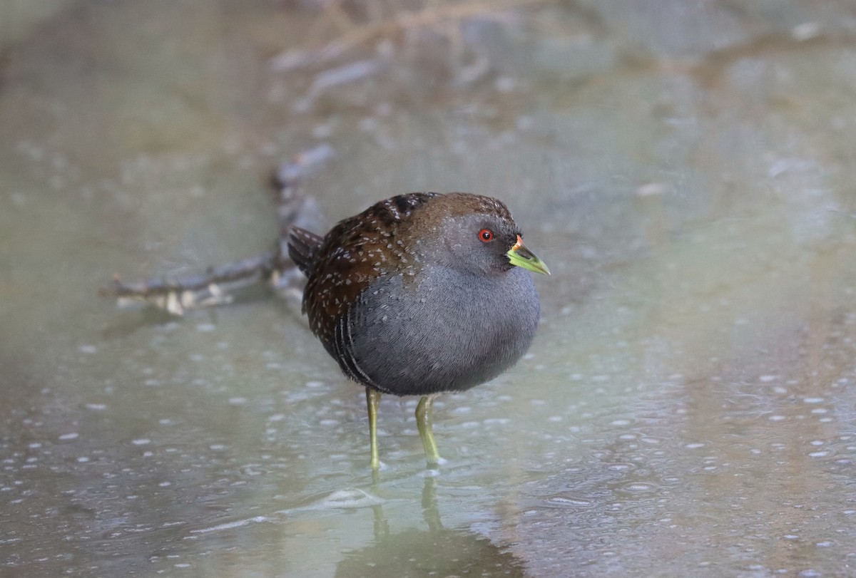 Australian Crake - Wayne Paes