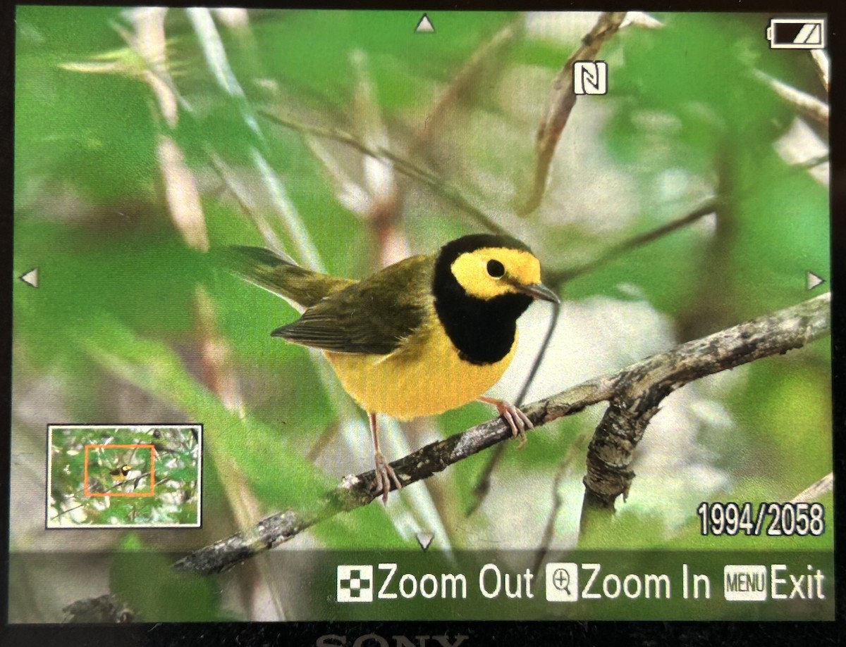 Hooded Warbler - Eric Hough