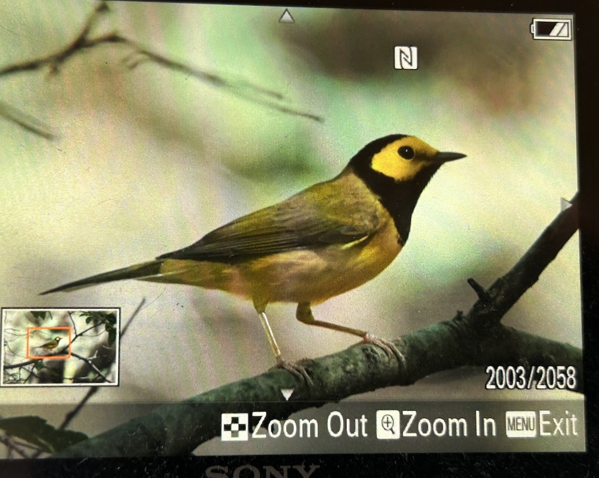 Hooded Warbler - ML624132613